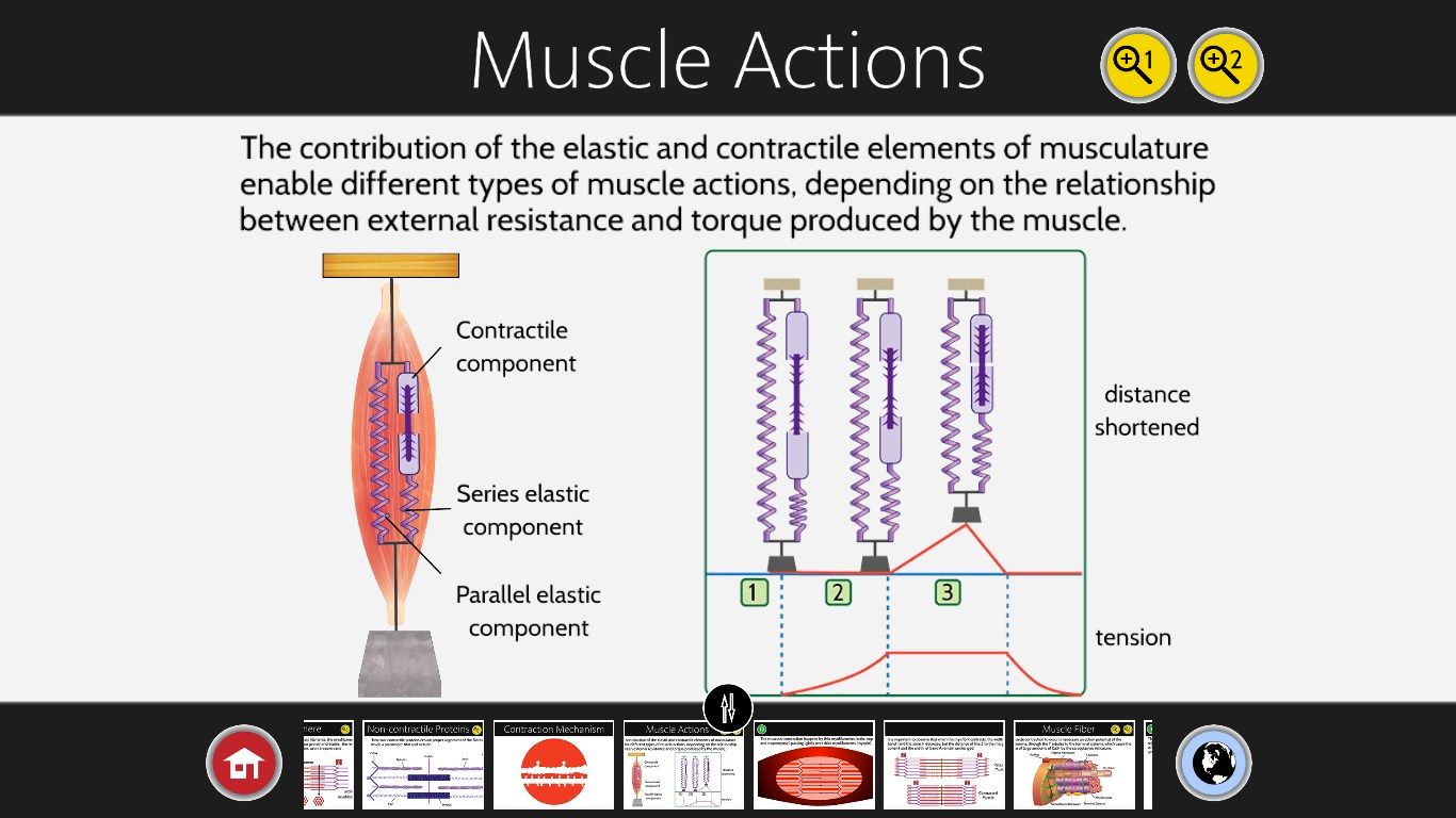 Muscle actions