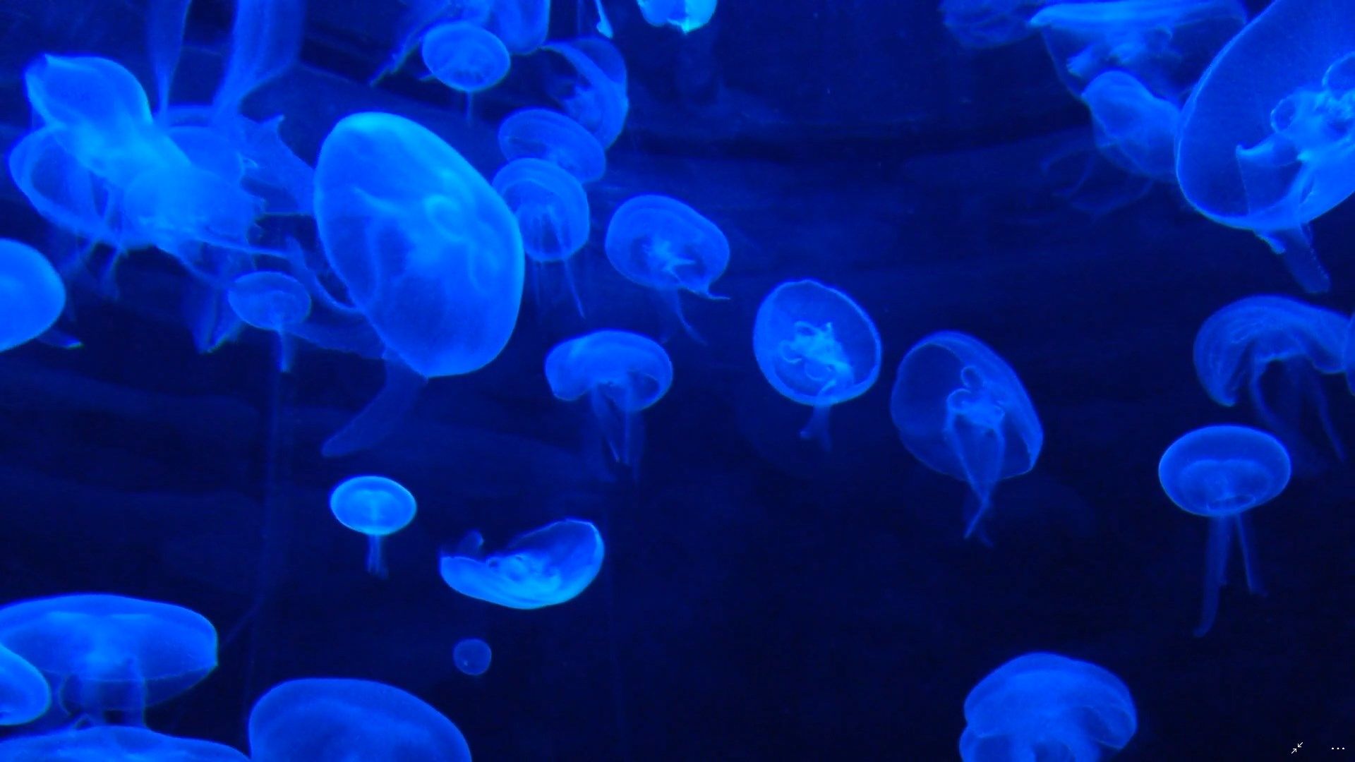 Jellyfish HD Live Wallpaper