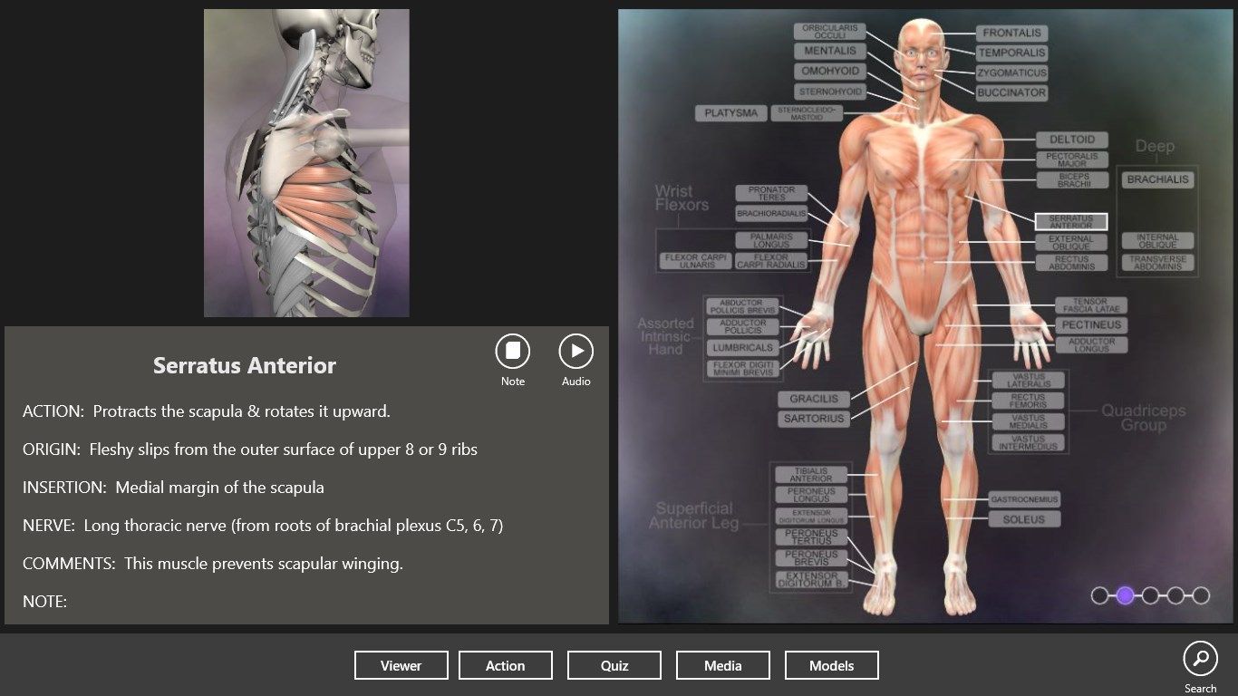 Use the main view to get details of any muscle or bone and hear the pronunciation