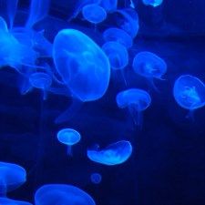 Jellyfish HD Live Wallpaper