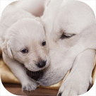 Be a Professional Help a Mother Dog Birth Fast & Safe