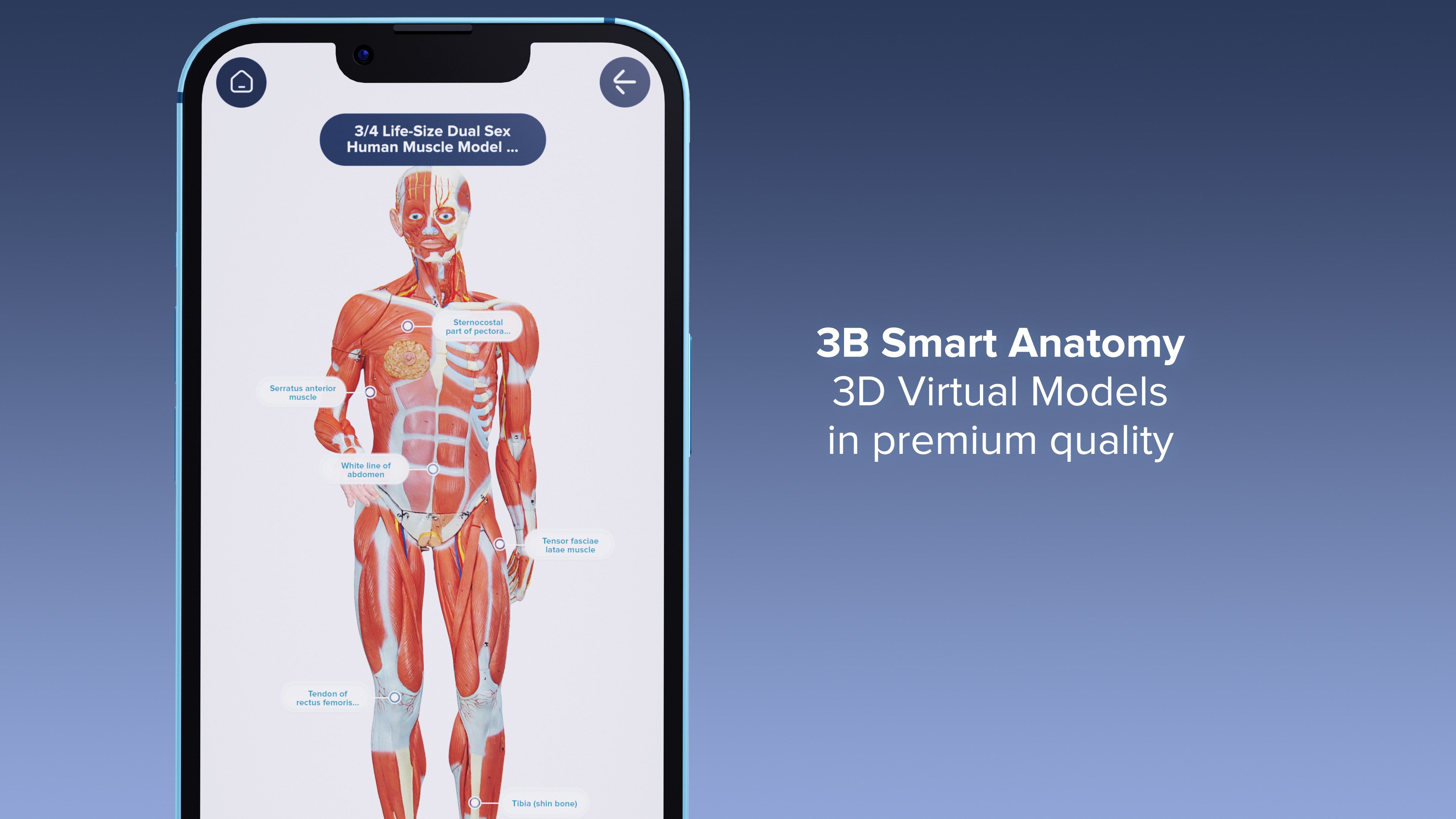 3B Smart Anatomy