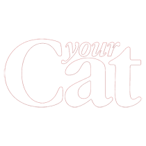 Your Cat