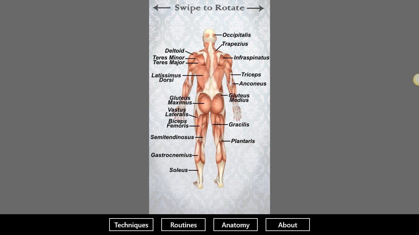 Anatomy section rotates in 3D