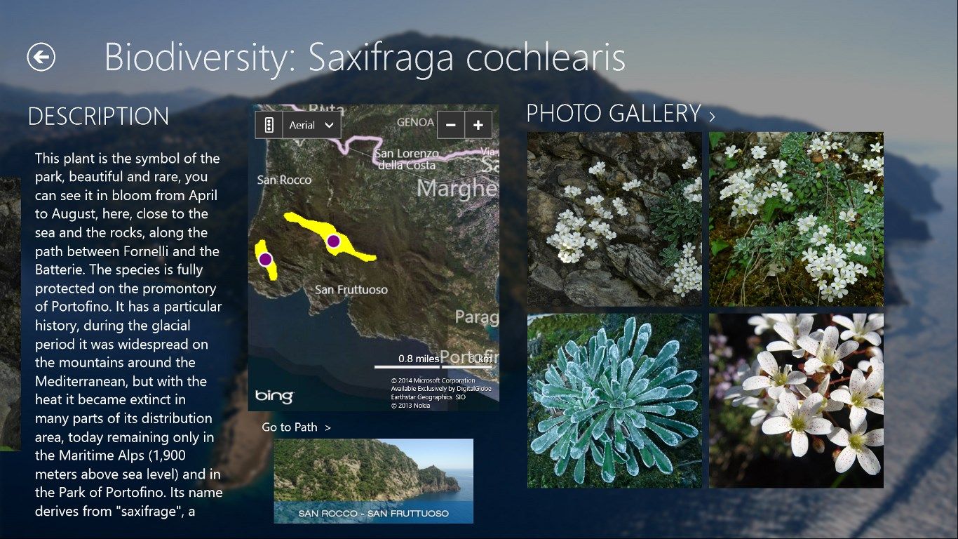 Detail screen of Saxifraga Cochlearis, also shows a selection of photographs