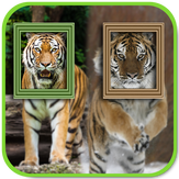 Tiger Photo Frames – Dual