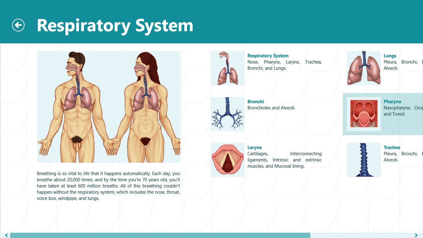 Respiratory System components.