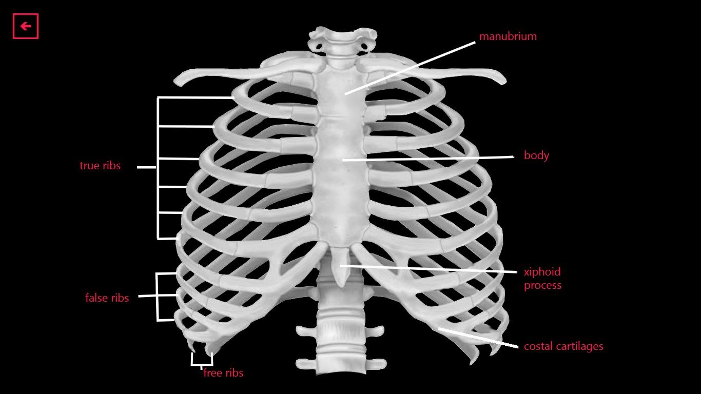 Thoracic Cage