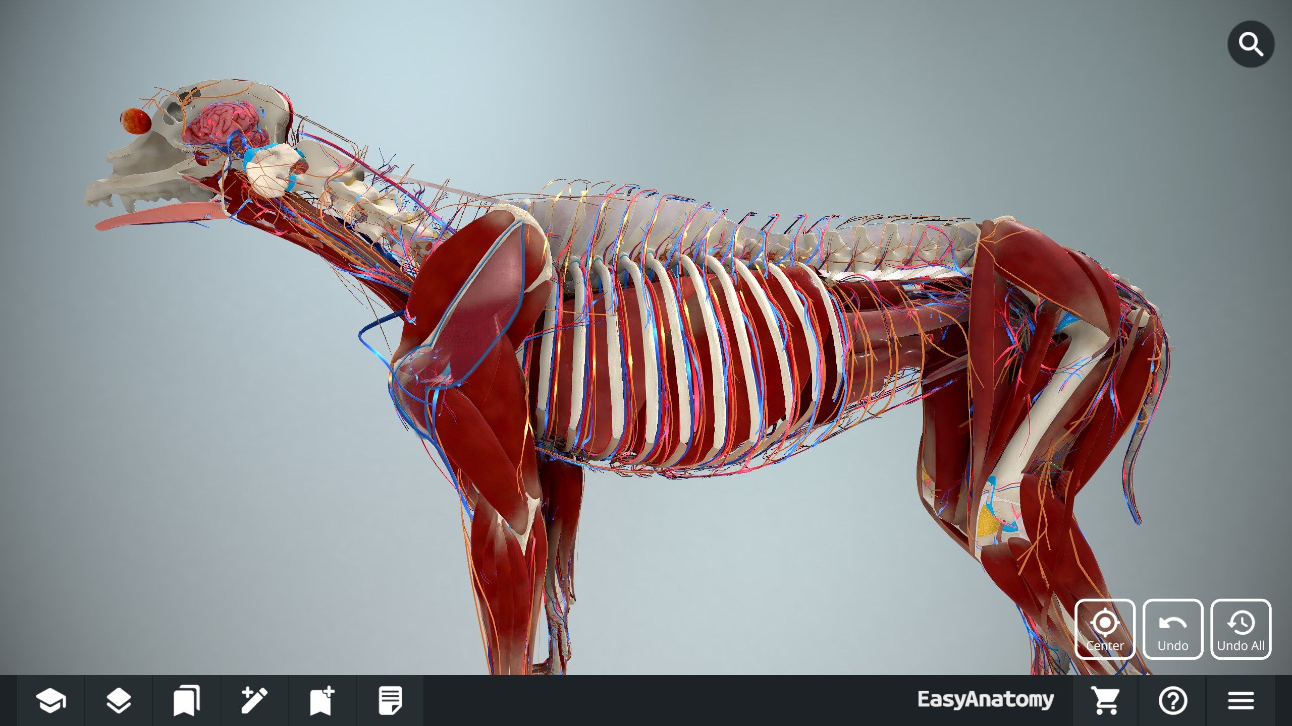 EasyAnatomy is the most comprehensive 3D canine anatomy learning and reference resource built for today's veterinary students and professors. We've taken a modern approach to explaining veterinary anatomy, focusing on clinical relevance and what you need to know during dissection labs.