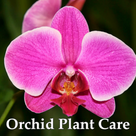 Orchid Plant Care