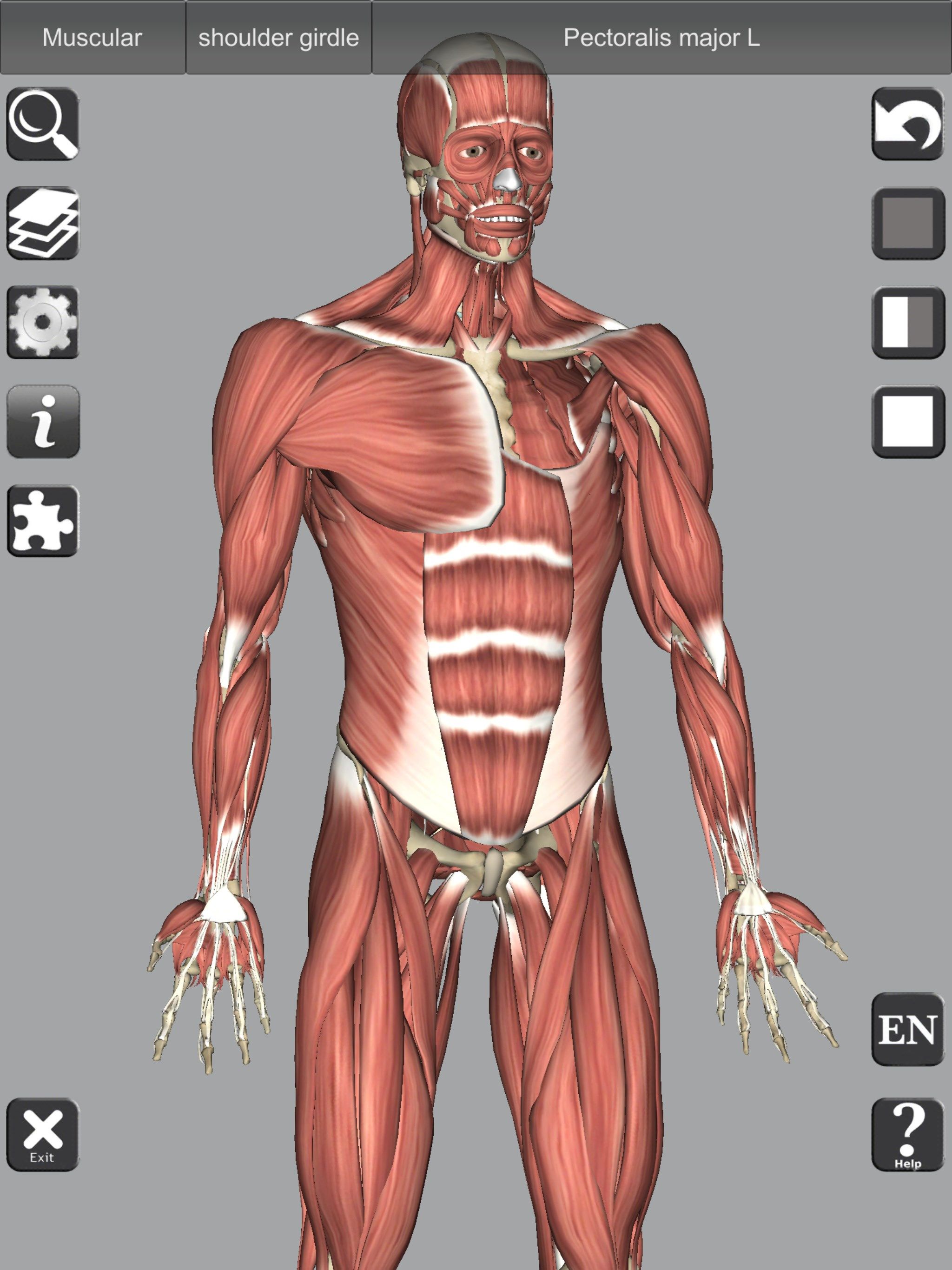 Detailed muscle models