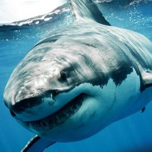 Aquarium - Shark Tank