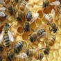 Beekeeping Getting Started