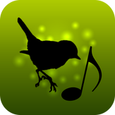 Sounds of Birds