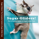 Sugar Glider Care!