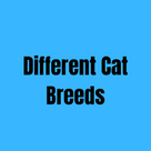Different Cat Breeds