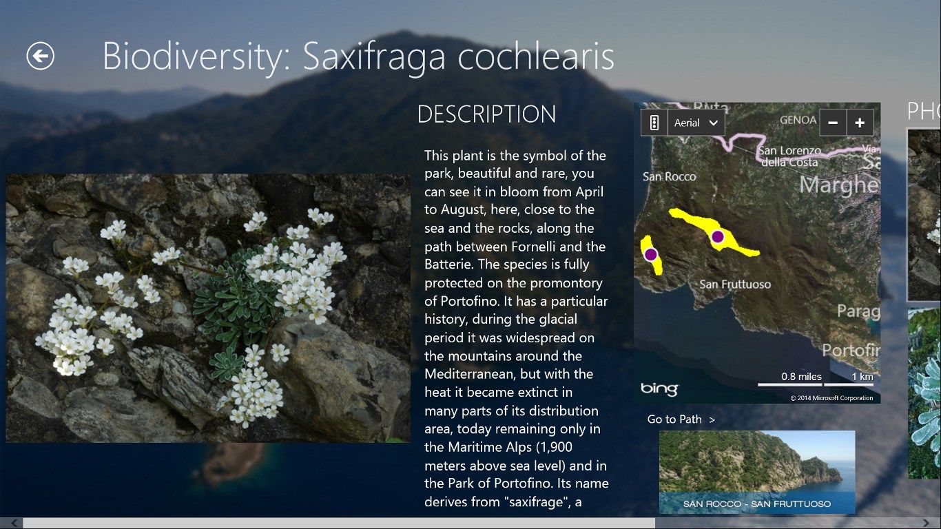 Detail screen of Saxifraga Cochlearis, shows description, link to the map of the path where you can find the Saxifraga