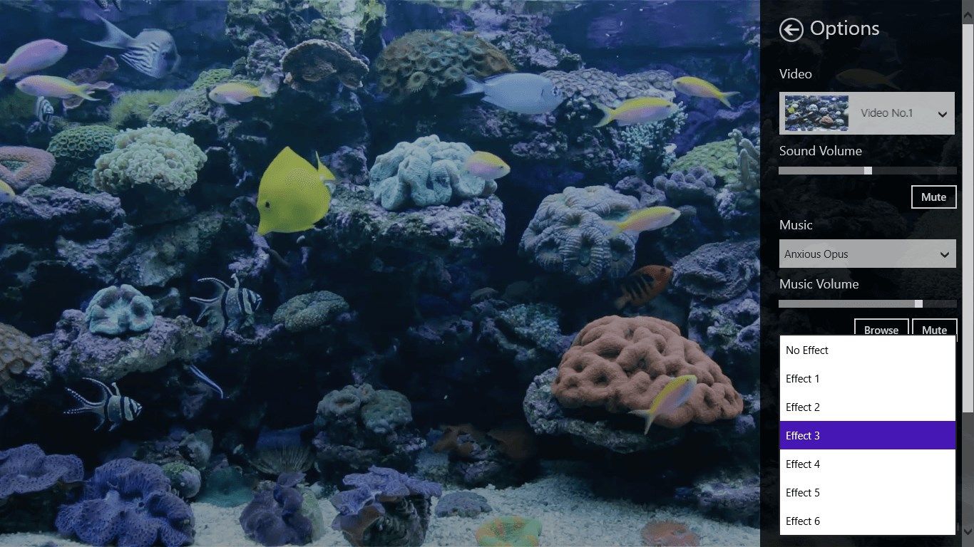 Coral Fish Aquarium