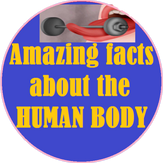 HUMAN BODY {AMAZING FACTS}