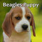 Beagles Puppy
