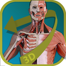 Visual Anatomy - Human Body