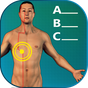 Acupuncture Quiz - Point Locations
