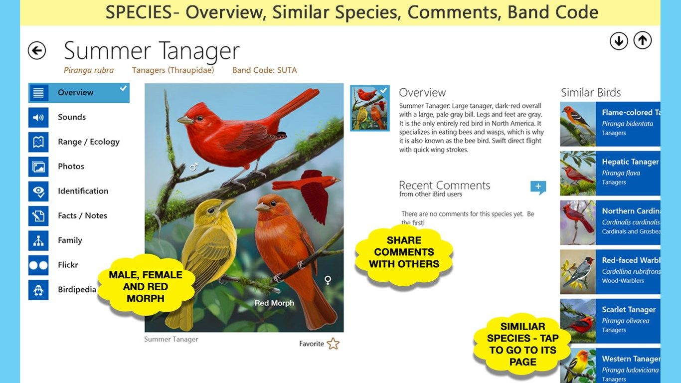 Species Overview: description, similar birds and customer commentary