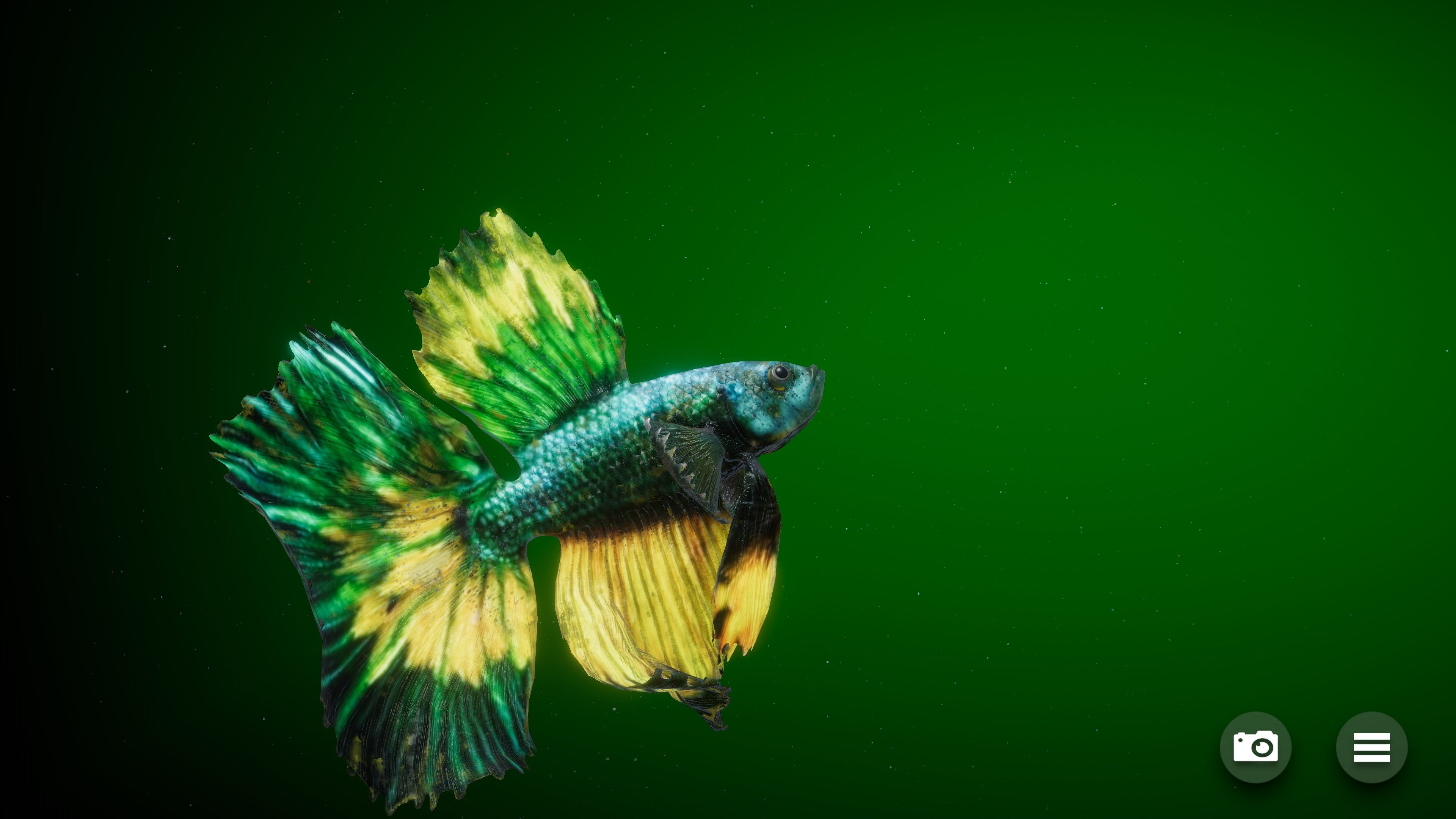 Betta Fish - Virtual Aquarium