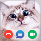 Cat's Video Calls and Chat