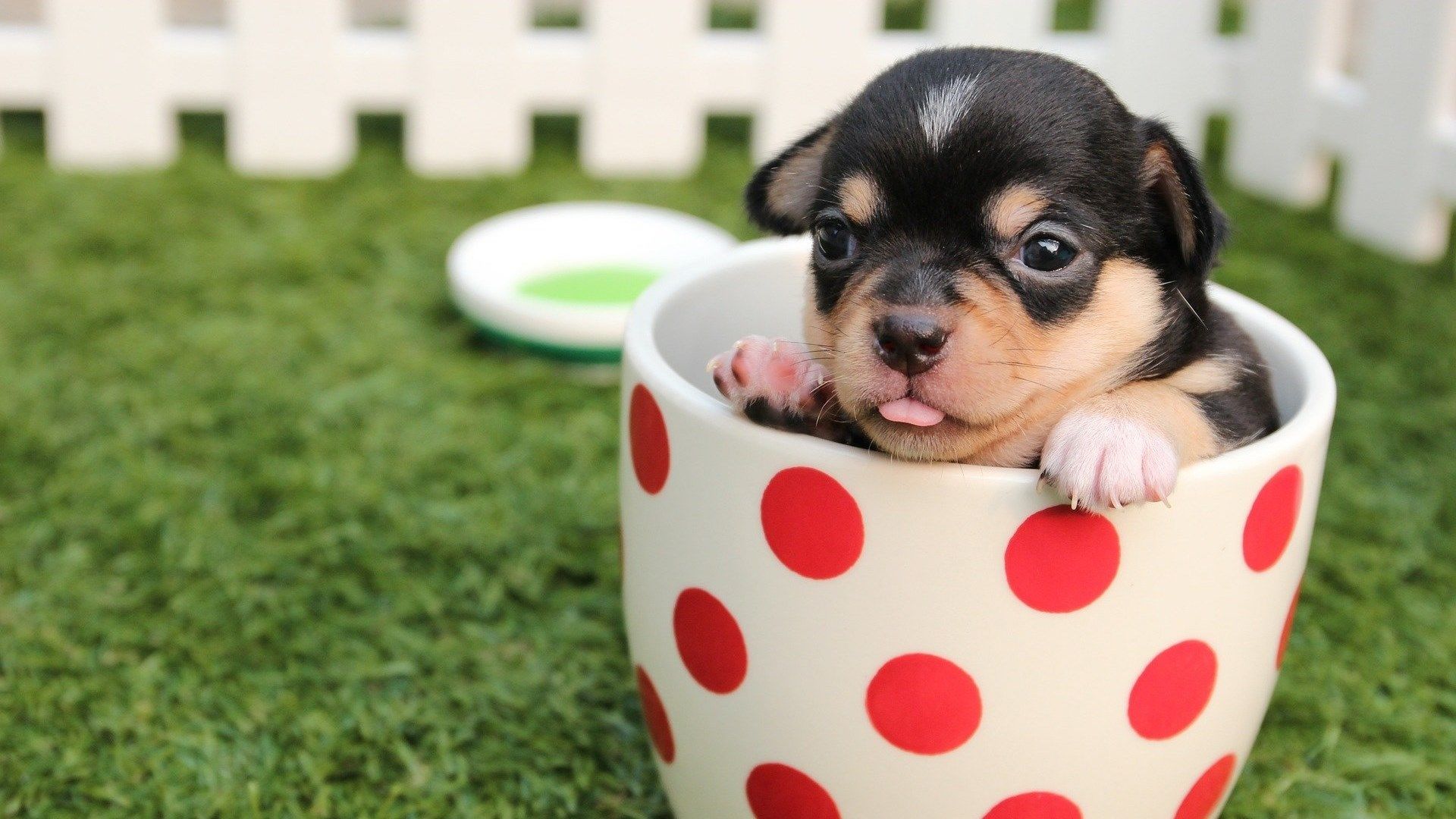 Puppy Wallpapers HD