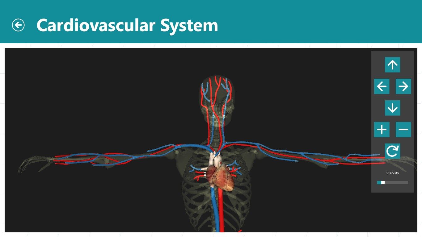 3D visualization of the cardiovascular system, with transparency.