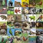 Animal Sounds Audio