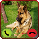 Fake Call German Shepherd Dog