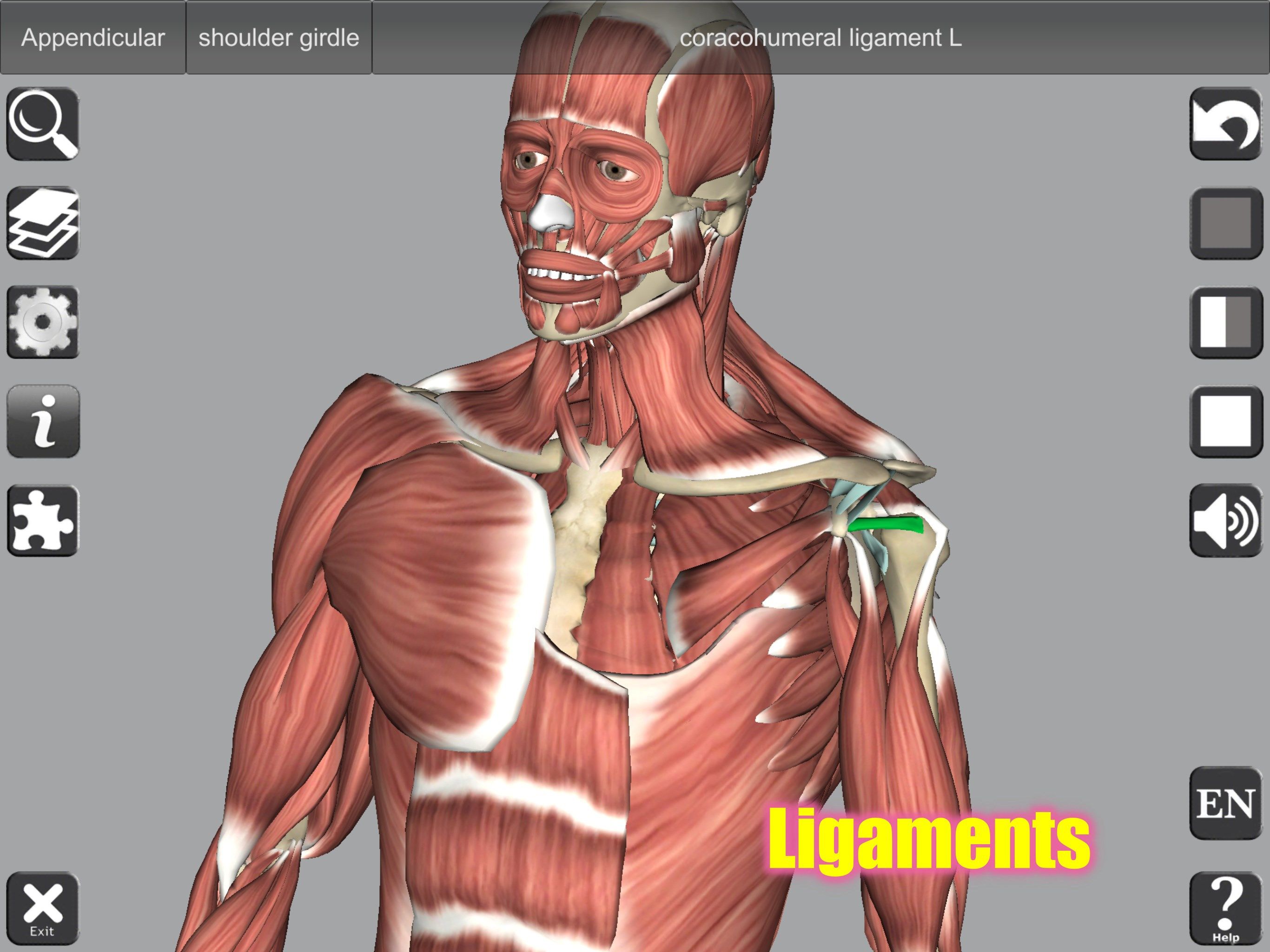 Bone & Ligaments