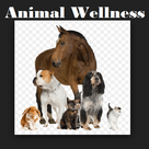 Animal Wellness