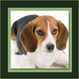 Dog Care