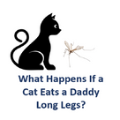 What Happens If a Cat Eats Daddy Long Legs?