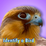 Identify a Bird