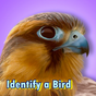Identify a Bird
