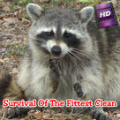 Survival Of The Fittest Clean