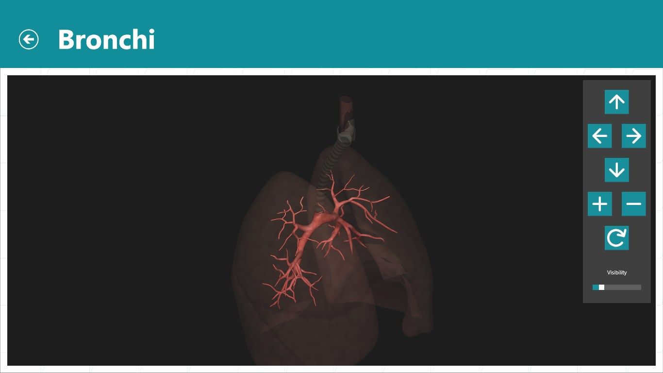 3D visualization of the bronchi, inside the respiratory system.