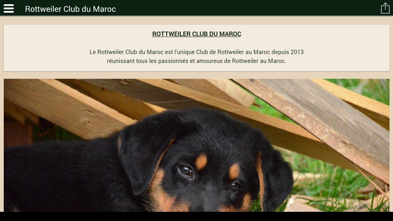 Rottweiler Club du Maroc