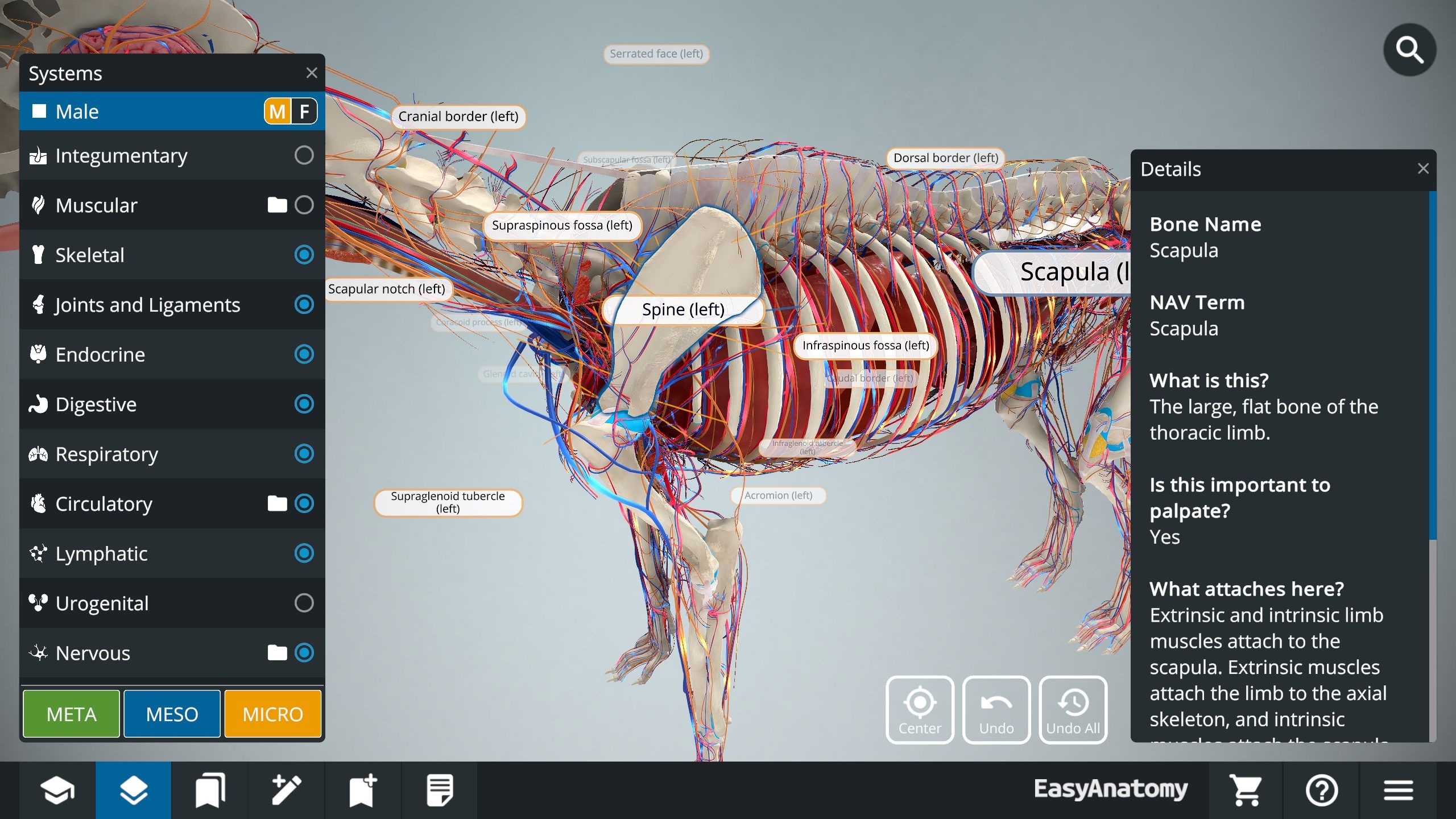 Use structure labels to help identify key structures of the anatomy. With our adaptive level of detail, you can zoom in to see more detailed "Meso" and "Micro" labels to identify features and tubercles on individual components.