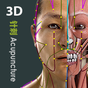 Visual Acupuncture 3D - Human