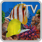 Butterfly Fish Aquarium TV 4k Saltwater Coral Reef