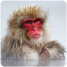 Snow Monkey Sounds and Voice