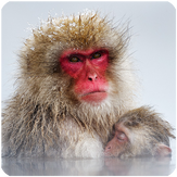 Snow Monkey Sounds and Voice