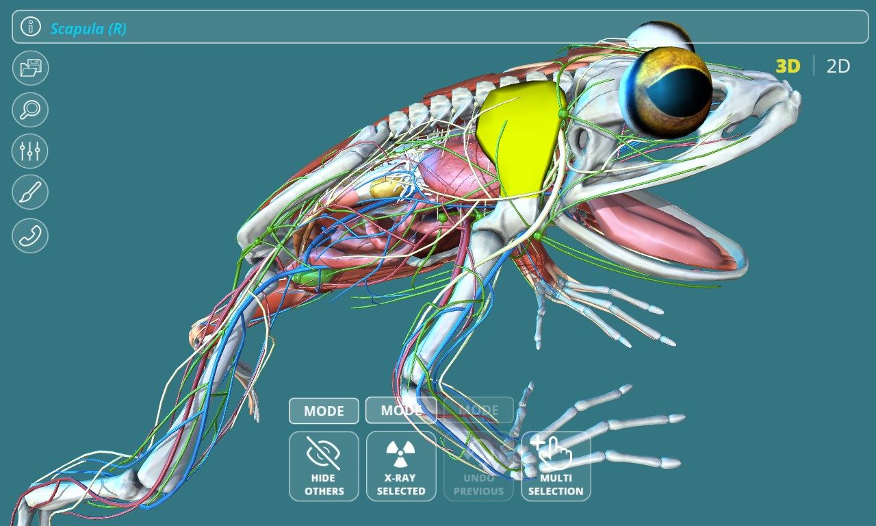 Visual Anatomy - Frog