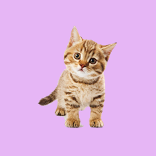 Cat Sounds Soundboard