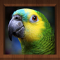 Bird Calls - Bird Sounds & Bird Songs